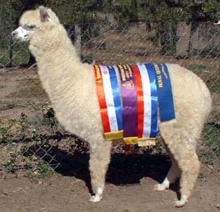 Starwood Dreamtime Supreme Champion