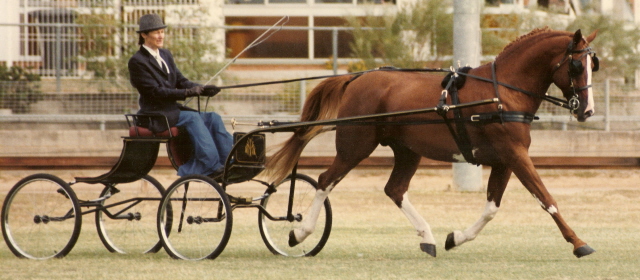 ciskoharness